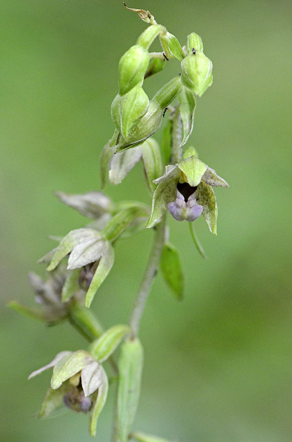 Epipactis sp?